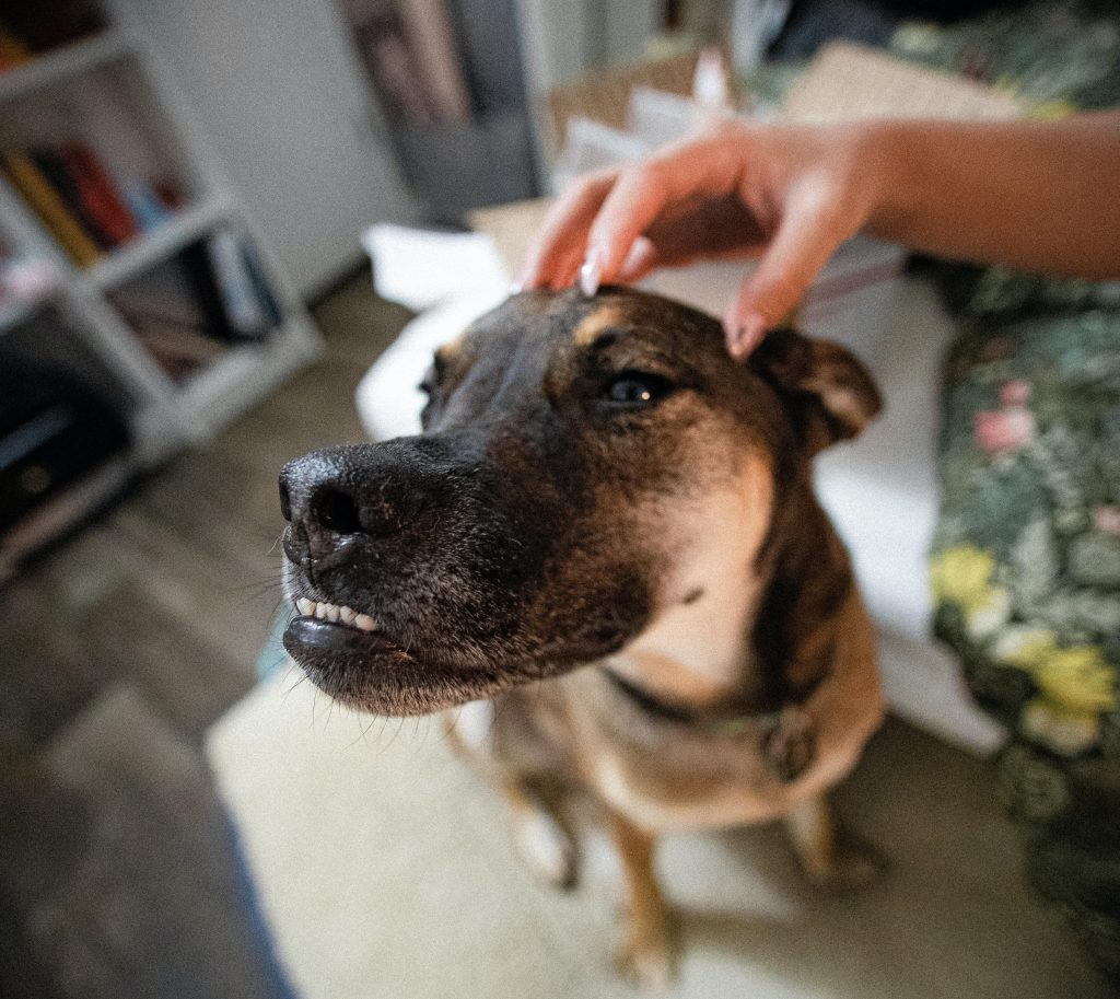 C Mo Hacer Que Mi Perro No Ladre Consejos Y T Cnicas Efectivas