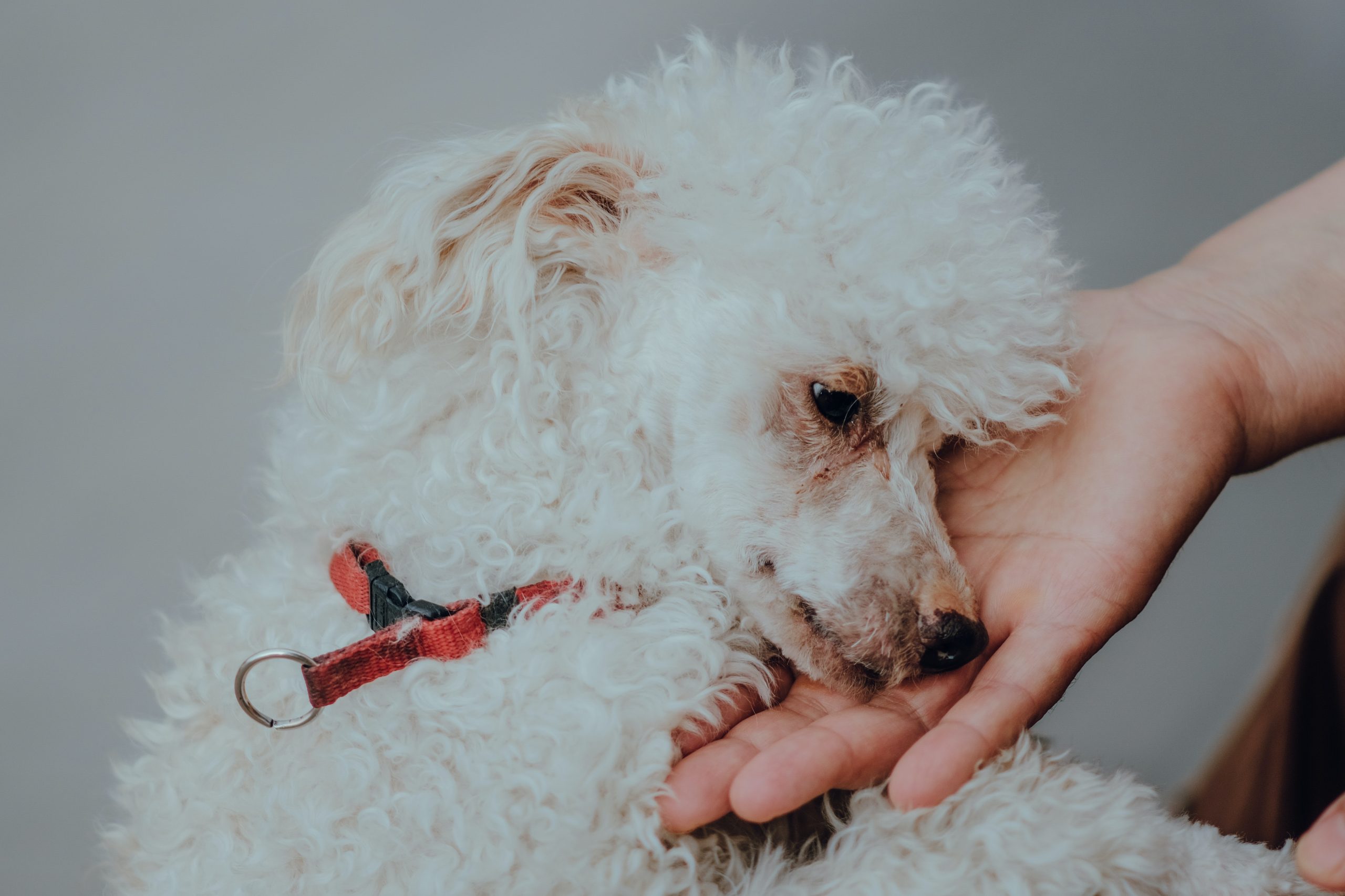 Cómo calmar el dolor de tu perro: Remedios caseros y cuidados efectivos