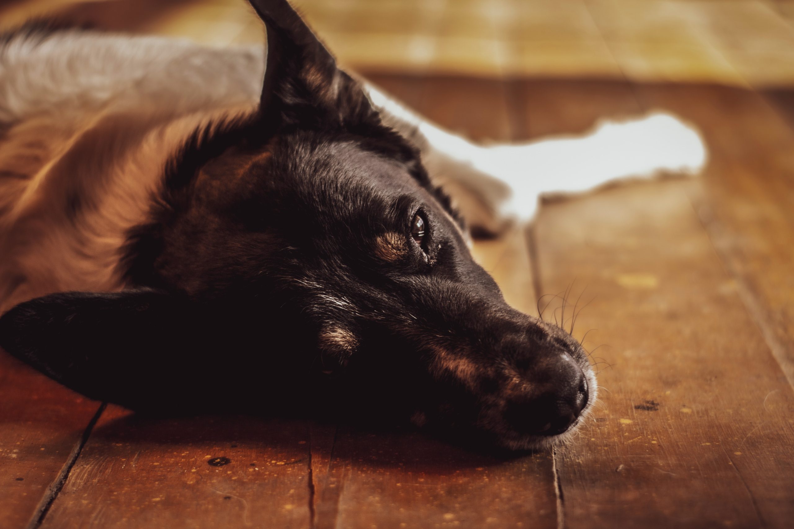 Por qué mi perro vomita amarillo: causas y soluciones