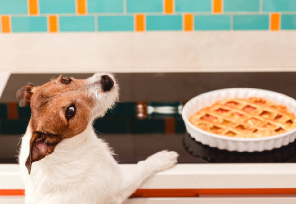 Torta para perros zanahoria y manzana: receta saludable y sabrosa para consentir a tu fiel amigo