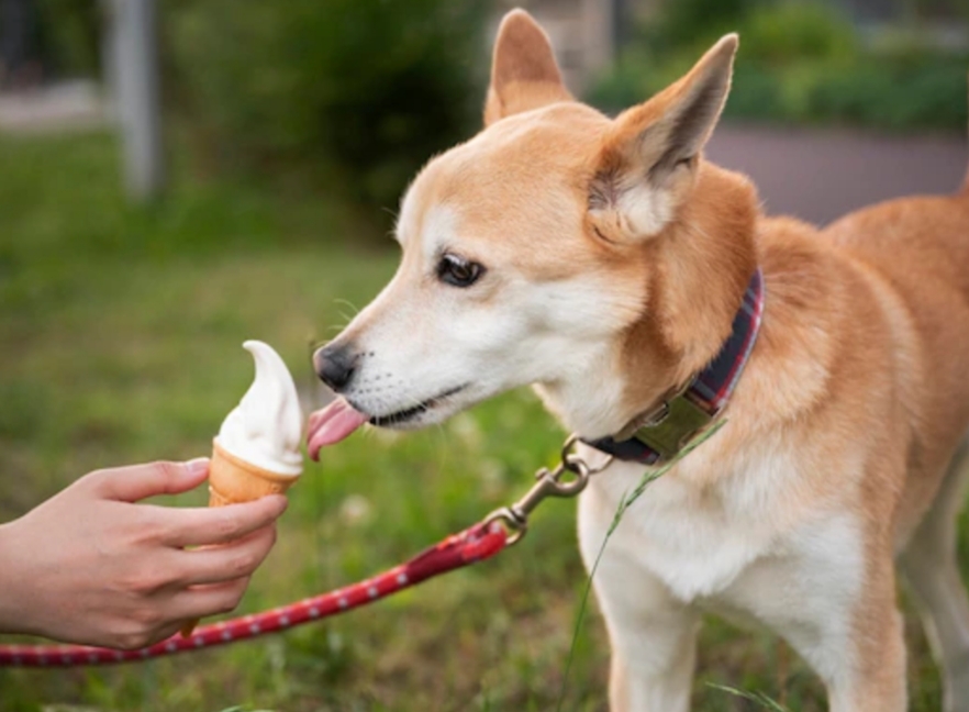 ¡Prepara helados caseros para perros y sorpréndelos con sabores refrescantes!