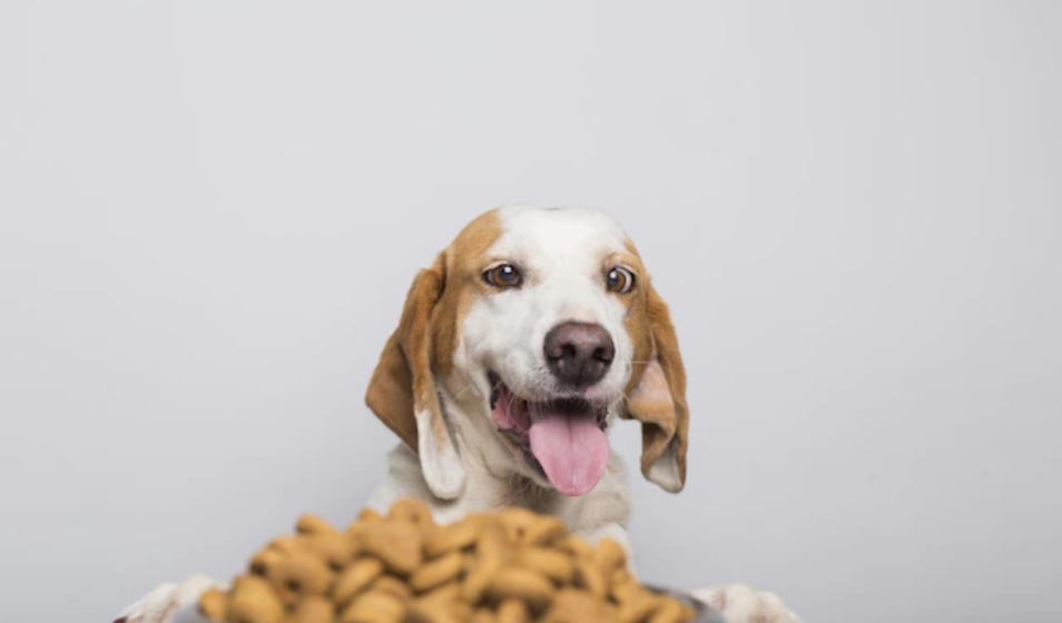 Recetas caseras saludables para perros: ¡nutrición y sabor en cada plato!