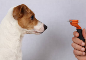 Cómo puedo cortarle las uñas a mi perro: Guía completa para un cuidado seguro