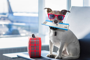 Viajar con perros de más de 10 kilos en avión: Guía completa para un viaje seguro
