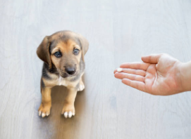 Cómo Darle Pastillas a un Perro Si No Quiere Comer: Consejos Prácticos