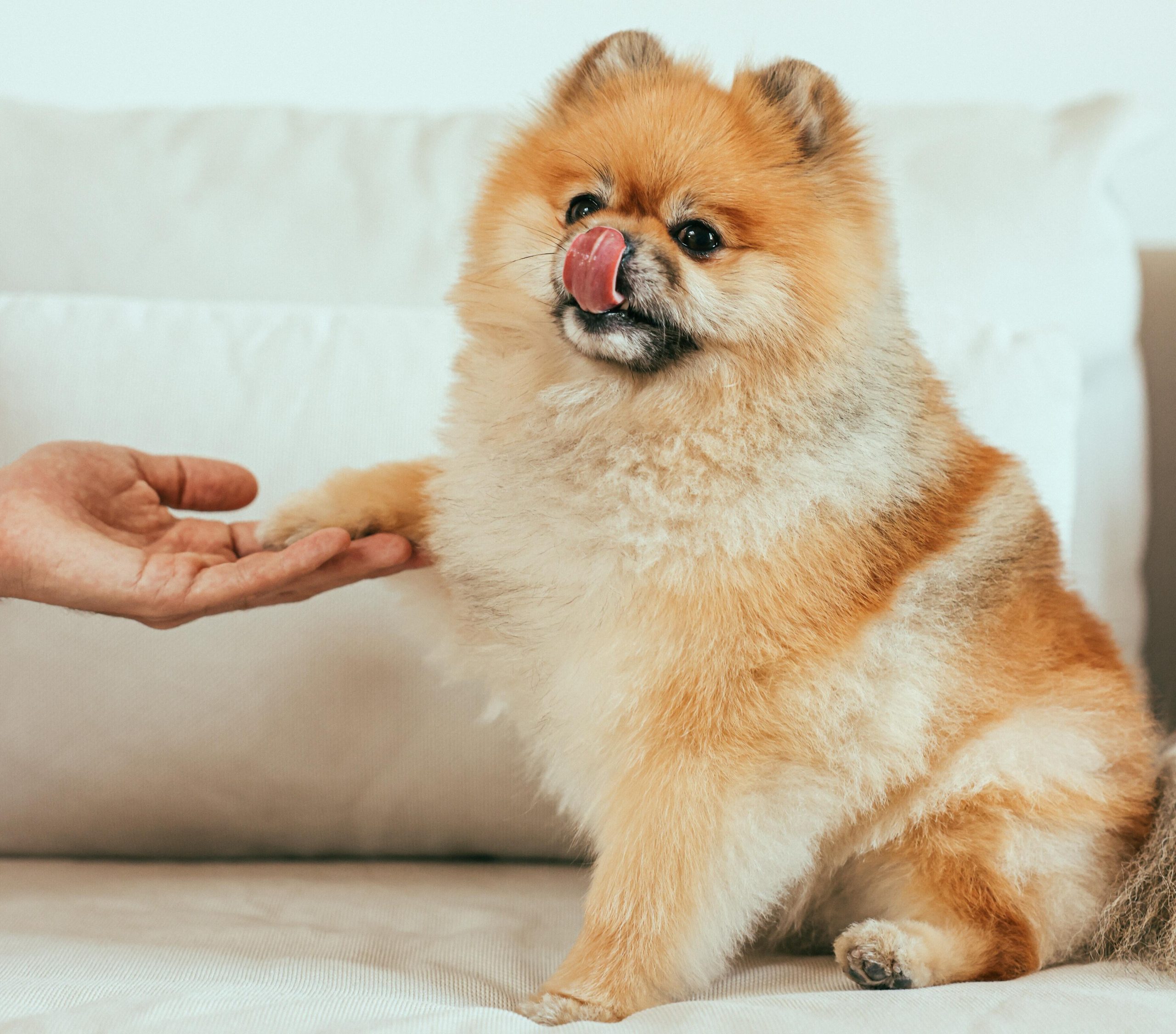 Descubre todo sobre la encantadora raza de perro Pomerania