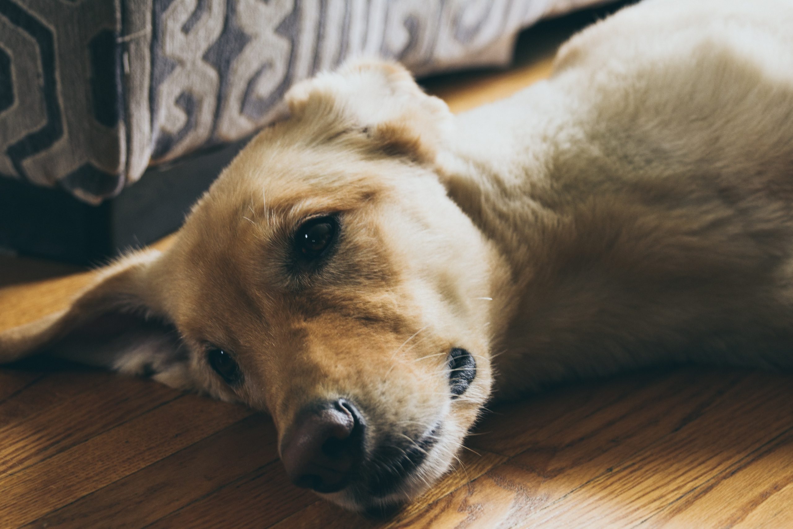 Cómo puedo desparasitar a mi perro: Guía completa para eliminar parásitos internos y externos