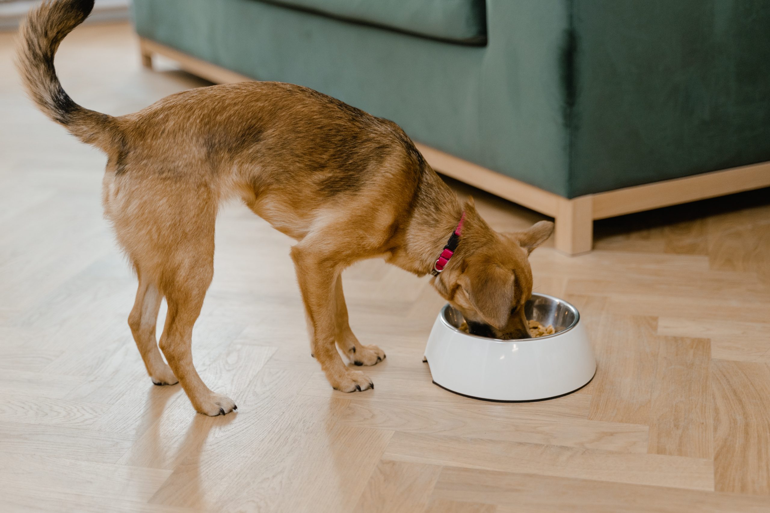 Recetas para perros con patas de pollo: Nutrición y delicias caseras