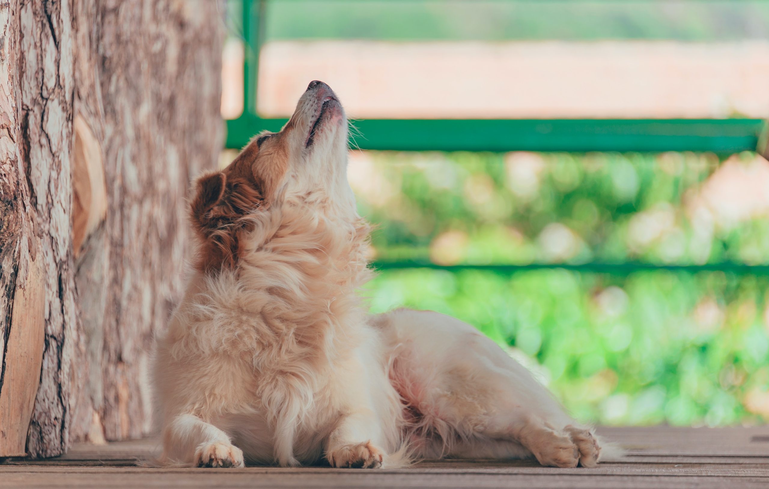 Cómo saber cuándo desparasitar a un perro: Guía completa para mantener a tu mascota saludable