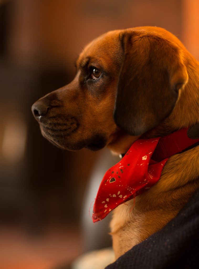 Beagle, un perro de rastreo excepcional para la caza menor